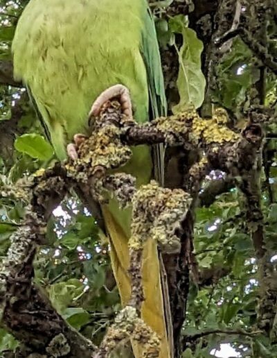 Parakeet