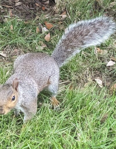 Squirrel