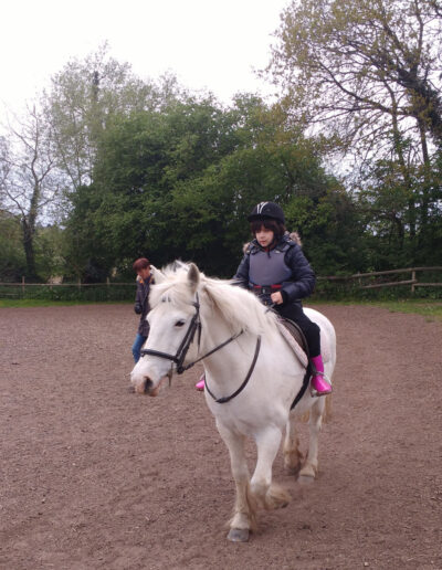 Anton horse