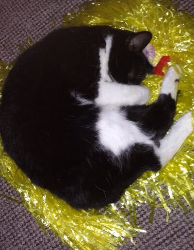 Harvey asleep